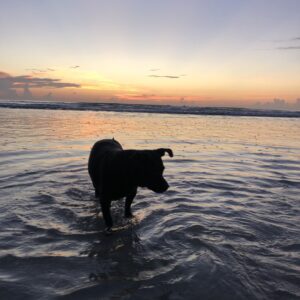 Sunset picture of a dog in the beach